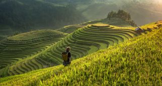 陈锡文：乡村振兴要着眼于振兴乡村所特有的功能